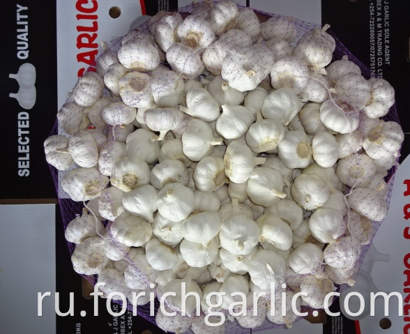 Pure White Garlic